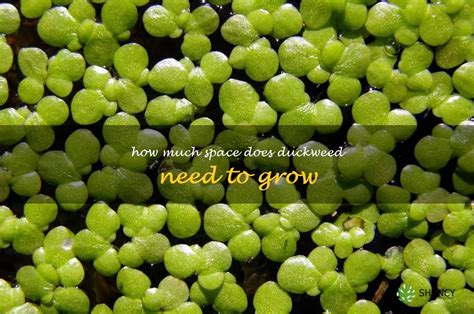 Duckweed Care and Growing Guide