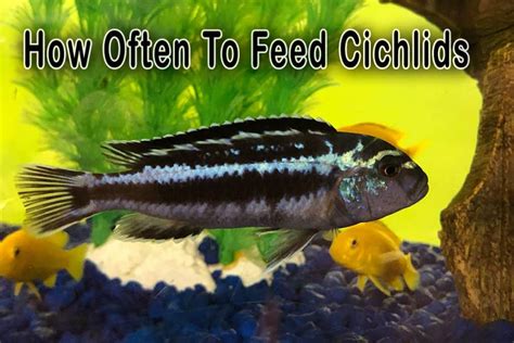 How Often To Feed Cichlids And Three Best Foods For Them Fish Caring