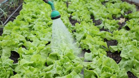 How to Plant Leaf Lettuce in Your Garden (Ticks to Care!)