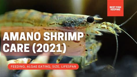 FishyHub Buy Amano Shrimp in singapore Shop Amano Shrimp by AngelHub Aquatics