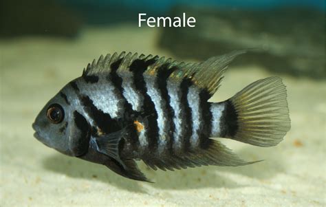 Discuss Fish Tetra fish, Fish pet, African cichlids