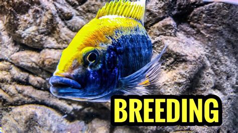 Cichlid holding babies / fry / eggs in the mouth? YouTube