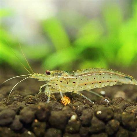 Ghost Shrimp Molting? Here’s Everything You Need To Know Acuario Pets