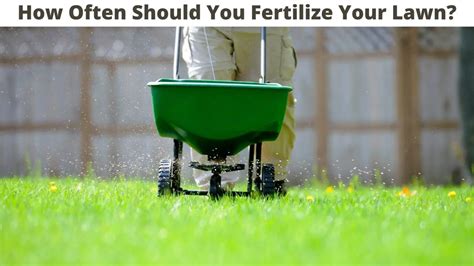 How Often to Fertilize Your Lawn