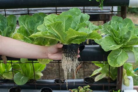 How to Plant Leaf Lettuce in Your Garden (Ticks to Care!)