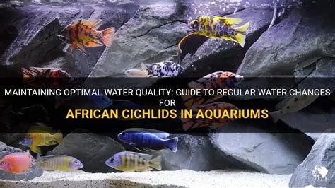 Afrikaanse Het Aquariumvissen Van Malawi Cichlid Zoetwater Stock
