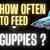 how often should i feed my guppies
