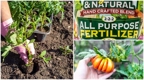 How Often Should You Fertilize Tomato Plants? Garden Space YouTube