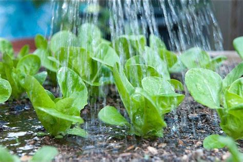 Lettuce seedlings Stock Image F022/3913 Science Photo Library