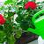 how often should you water geraniums