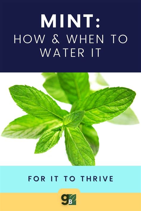 How To Grow Mint At Home In Water Without Soil