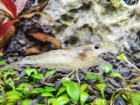 Amano Shrimp Complete Guide on Breeding, Disease, and Care The Aquarium Guide