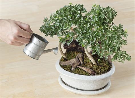 How Often To Water Bonsai: A Guide For Beginners