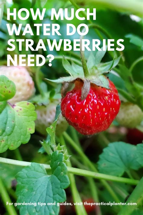 Watering Strawberries Image & Photo (Free Trial) Bigstock