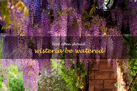 Water Wisteria Planting, Growing, and Propagation for Aquarium