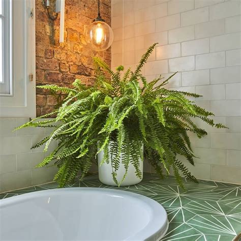 Image result for boston fern in bathroom House plants indoor, Bathroom plants, Indoor plants