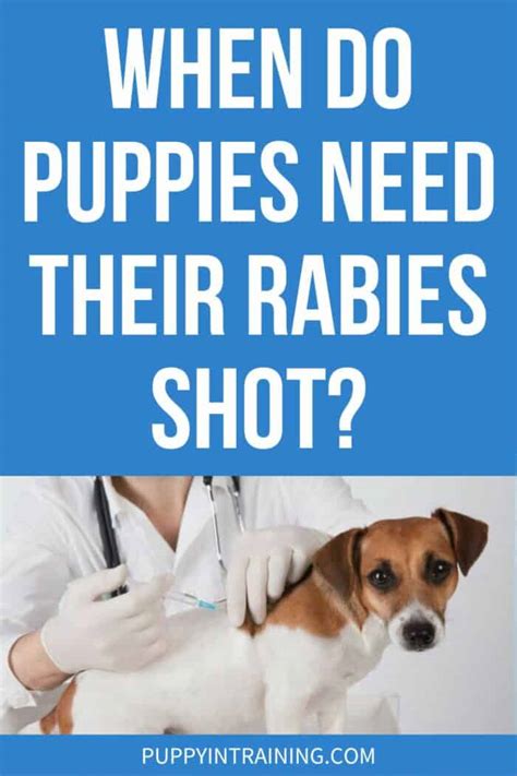 How Soon Can A Puppy Get A Rabies Shot