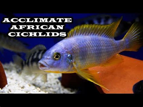 How To Acclimate African Cichlids To Your Aquarium My Secret Revealed