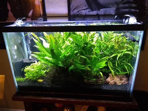 How To Start A Live Plant Fish Tank