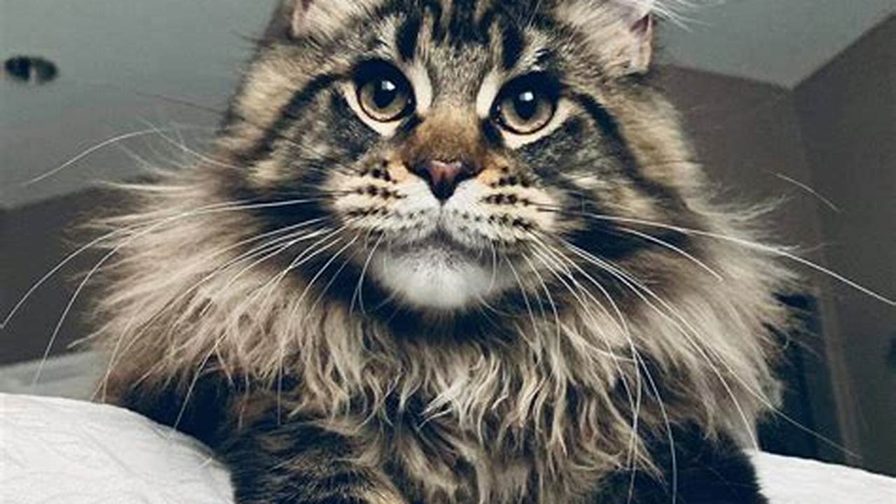 How To Adopt A Maine Coon Cat