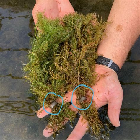Hornwort Weights Submerged Pond Plant Anchors