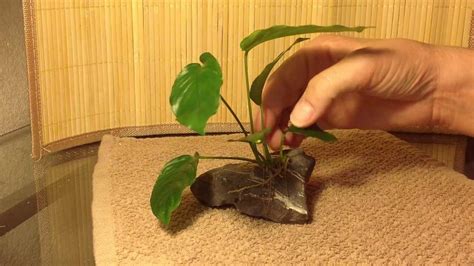 How to tie anubias to a rock YouTube