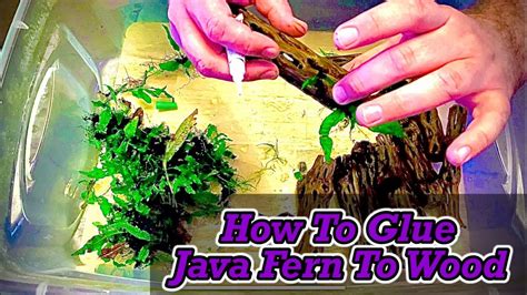 Asking for on attaching Java Fern The Planted Tank Forum