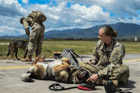 Man graduates as a military working dog handler Stuff.co.nz