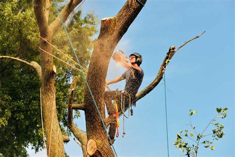 Understanding the Process of Tree Cutting and Removal In NewsWeekly