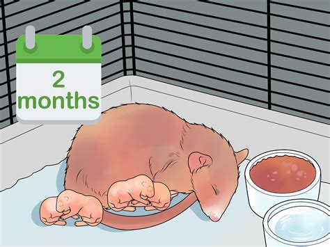 How to Breed Rats 14 Steps (with Pictures) wikiHow