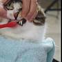 how to brush cats teeth youtube