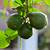 how to care for a kaffir lime tree