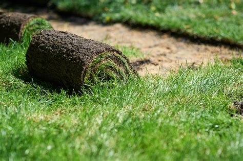 New Lawn Care tips from Townsville turf and garden experts PlantEM