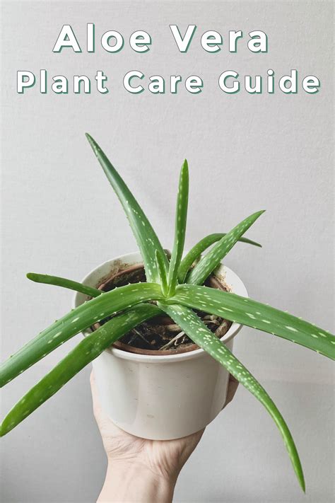 Aloe Vera Plant Care How To Grow Aloe Plants Indoors and Out in 2020