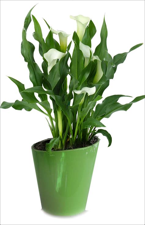 Growing Calla Lilies Inside Growing Calla Lily As A Houseplant