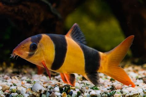 How To Keep Clown Loaches With African Cichlids uzoic
