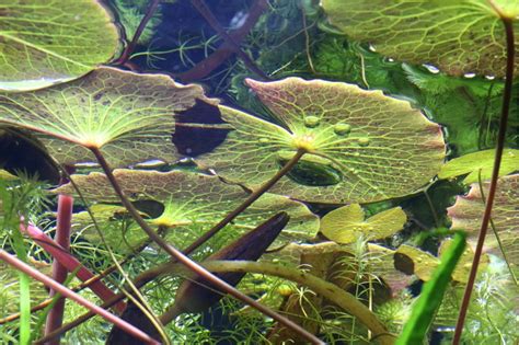 Tiger Lotus, Green (Nymphaea zenkeri) Low Light Aquarium Plants P…