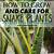 how to care for snake plant