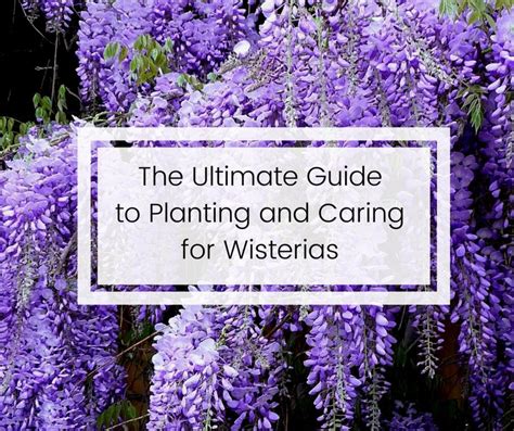 How to Care for Water Wisteria Floating, Trimming, and Propagation