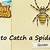 how to catch a spider in a tree animal crossing