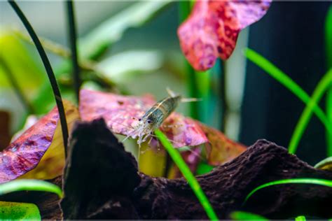 Amano shrimp now also available as German offspring Aquarium Glaser GmbH