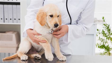 How To Check Dog Health