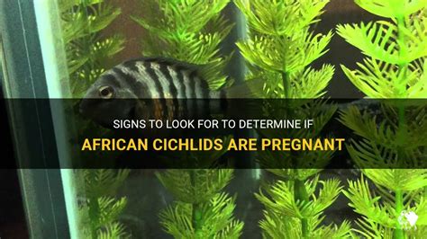 Pregnant African Cichlid? Cichlids