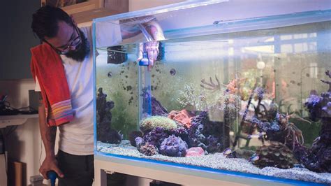 How to Setup and Clean a Fish Tank Here is What & How To Go About