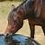 how to clean horse water trough