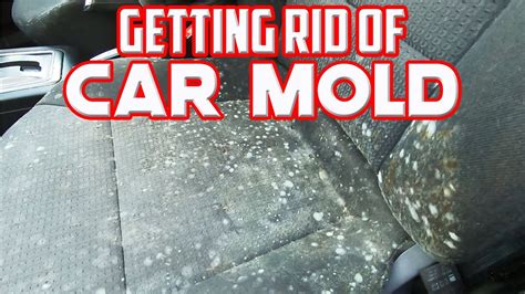 How To Clean Mold Out Of Car Trunk