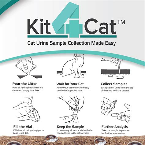 How To Collect Cat Urine Sample