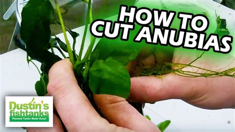 I Cut The Leaves Off An Anubias Rhizome YouTube