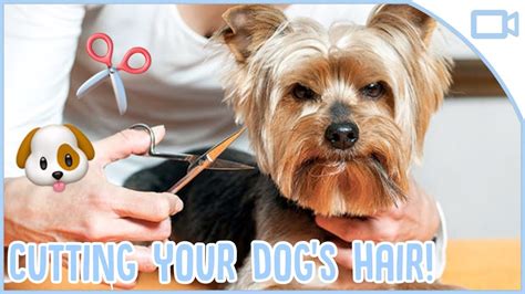 How To Cut My Dog's Hair At Home