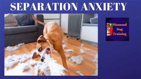 how to deal with separation anxiety in dogs